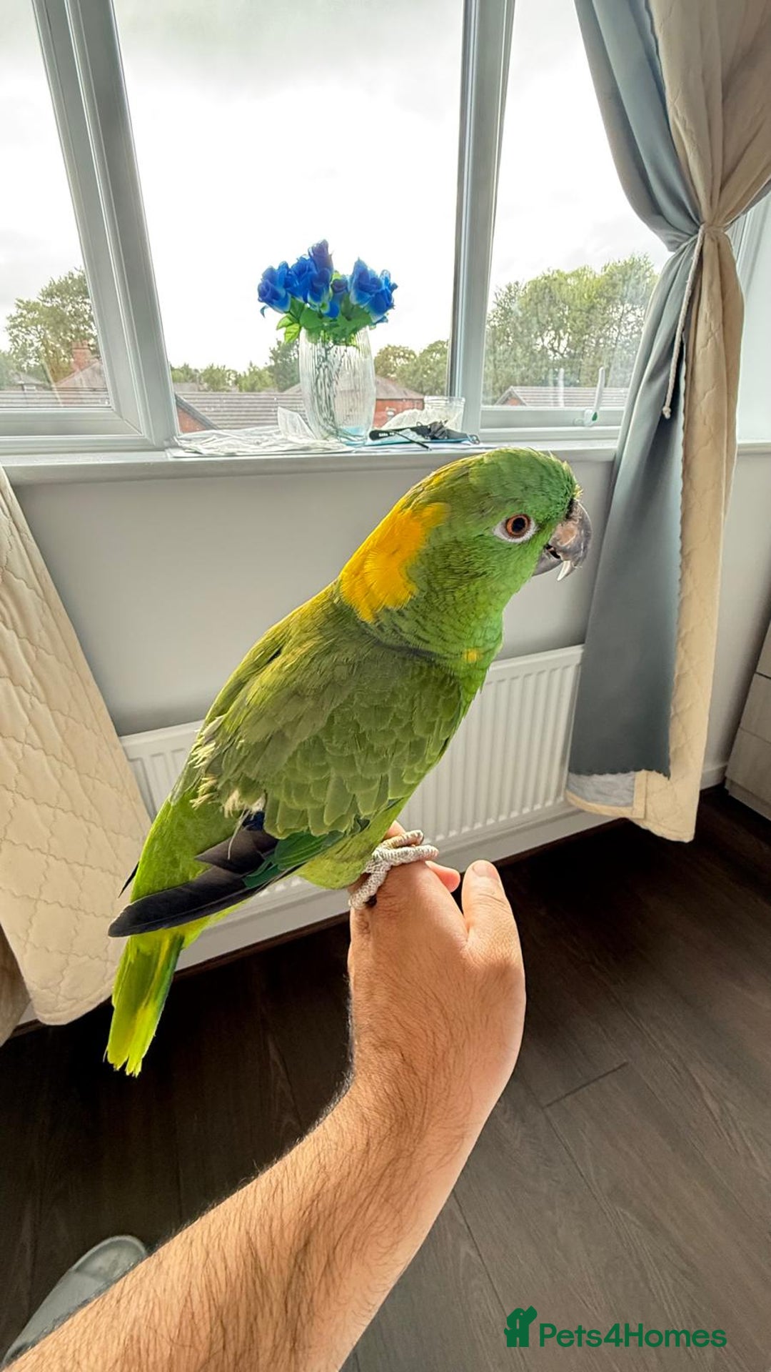 Parrots birds for sale: Yellow Naped Amazon  - Image 2