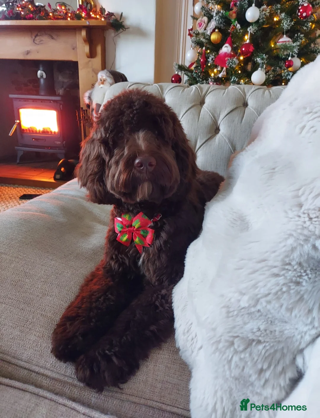 Cockapoo dogs for sale: Beautiful Chocolate Cockapoo Girl  - Advert 2