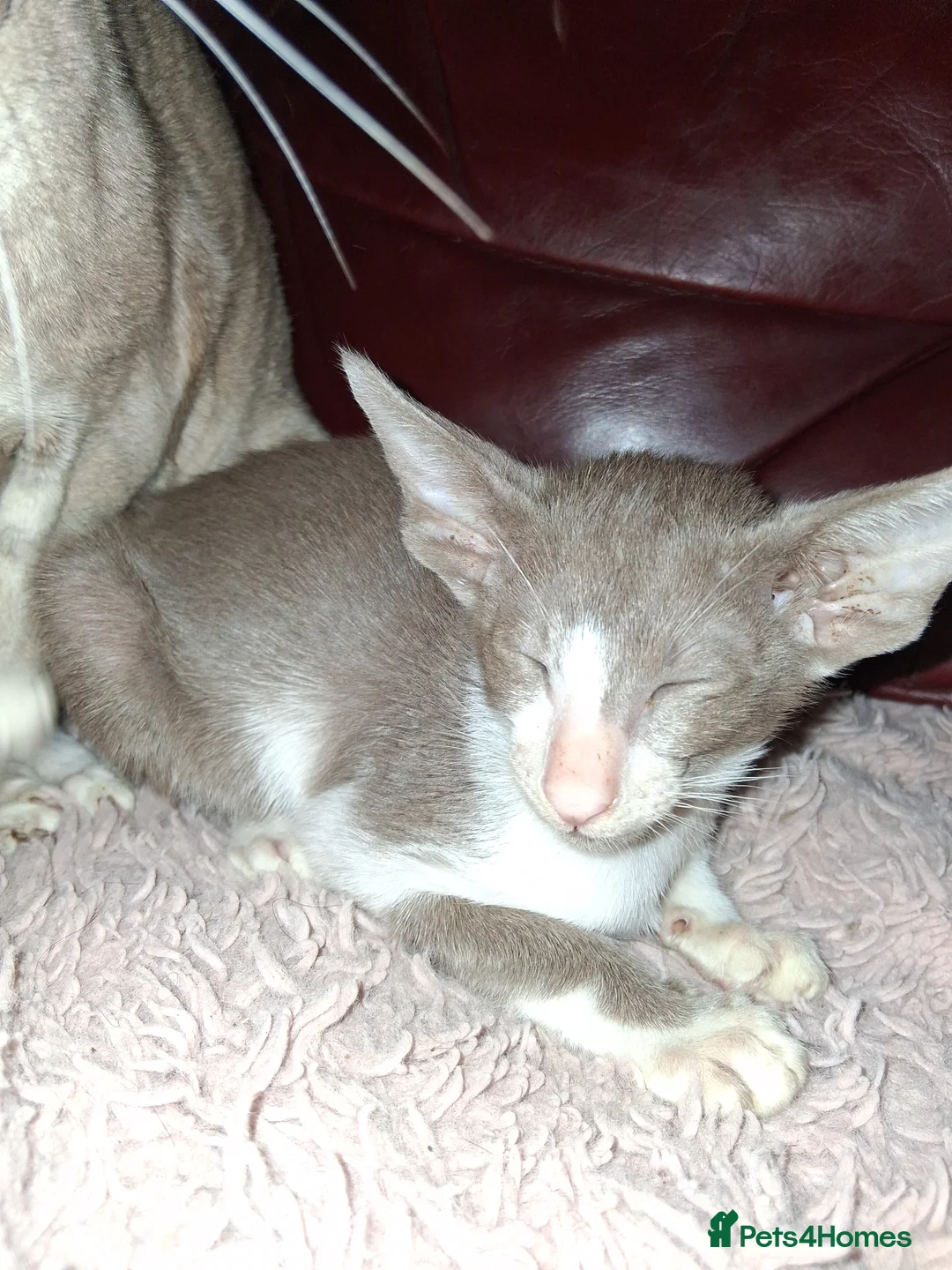 Oriental cats for sale: Stunning oriental girls ready 3.9.26 - Advert 9