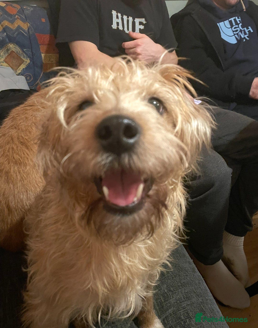 Mixed Breed dogs for sale: Playful mixed terrier looking for forever home.  - Image 4