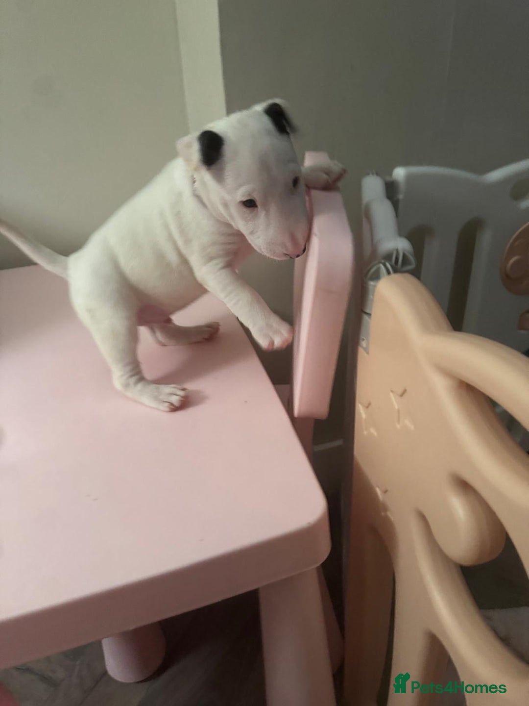 Mixed Breed dogs for sale: English Bull Terrier Puppies for Loving Families - Advert 6