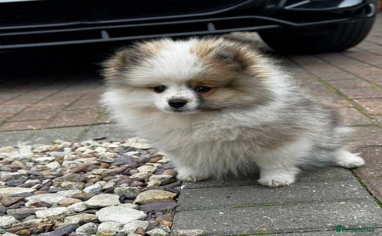 Pomeranian dogs - Advert 2