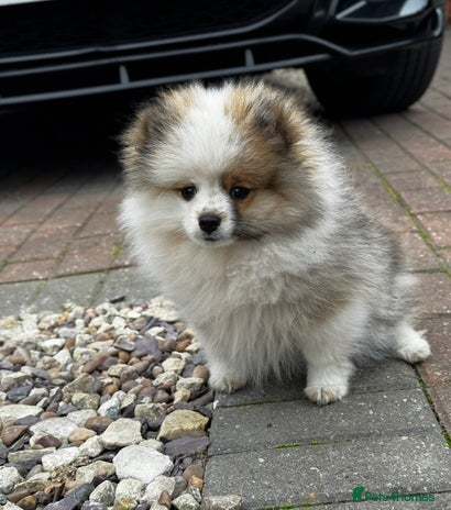 Pomeranian dogs - Advert 1