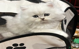 Persian cats for sale: persian chinchilla kittens  - Image 3