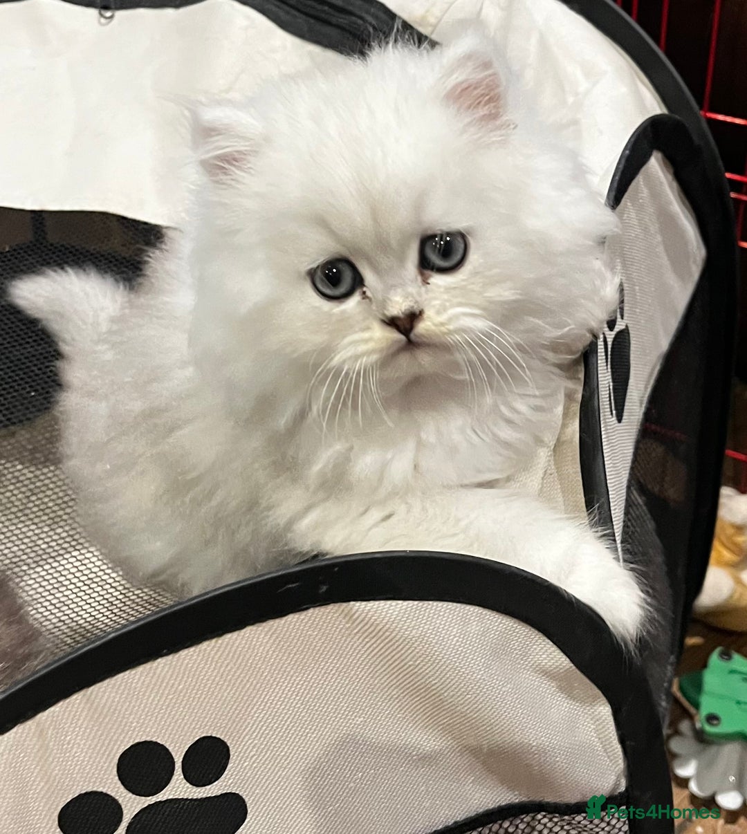 Persian cats for sale: persian chinchilla kittens  - Image 3