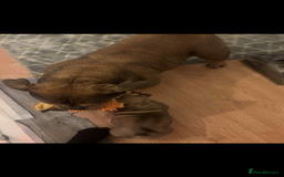 American Bully dogs for sale: Pocket bully male  - Advert 4