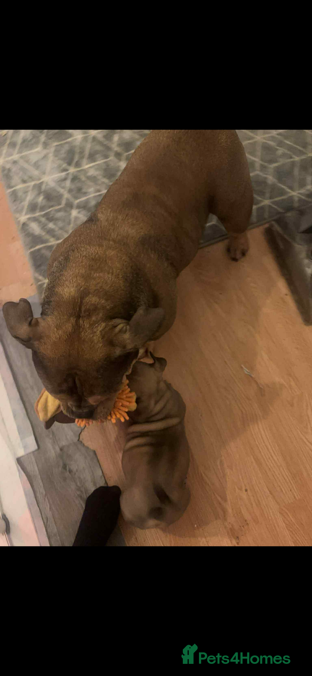 American Bully dogs for sale: Pocket bully male  - Advert 4