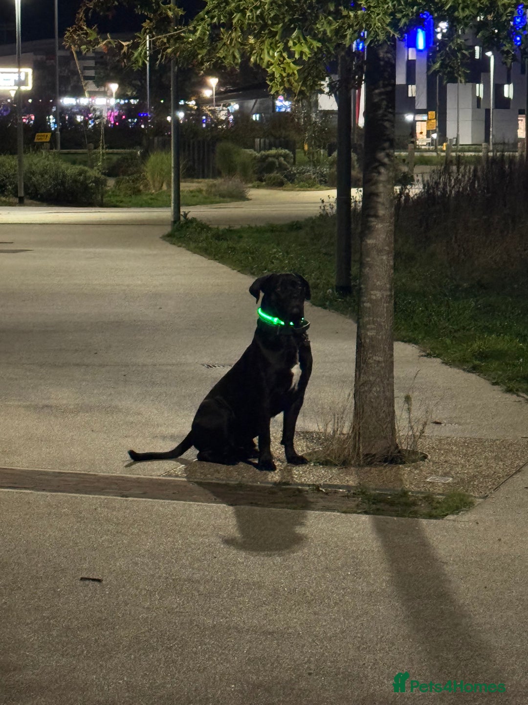 Cane Corso dogs for stud: Roger in Colchester - Advert 23