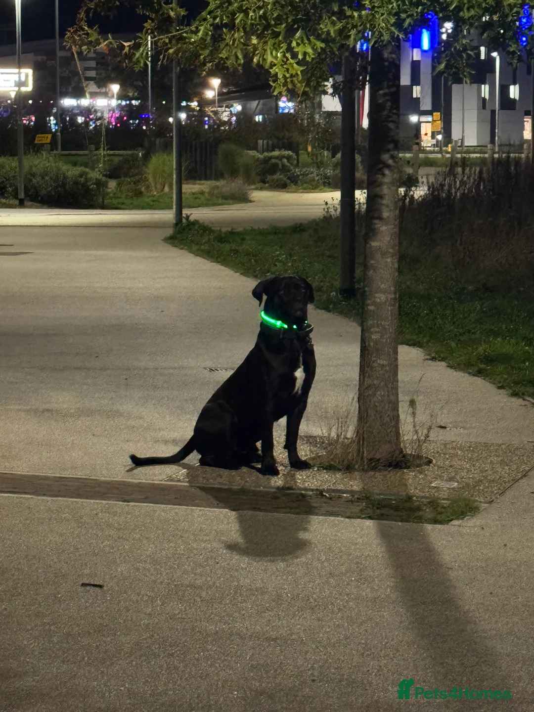 Cane Corso dogs for stud: Roger in Colchester - Advert 23