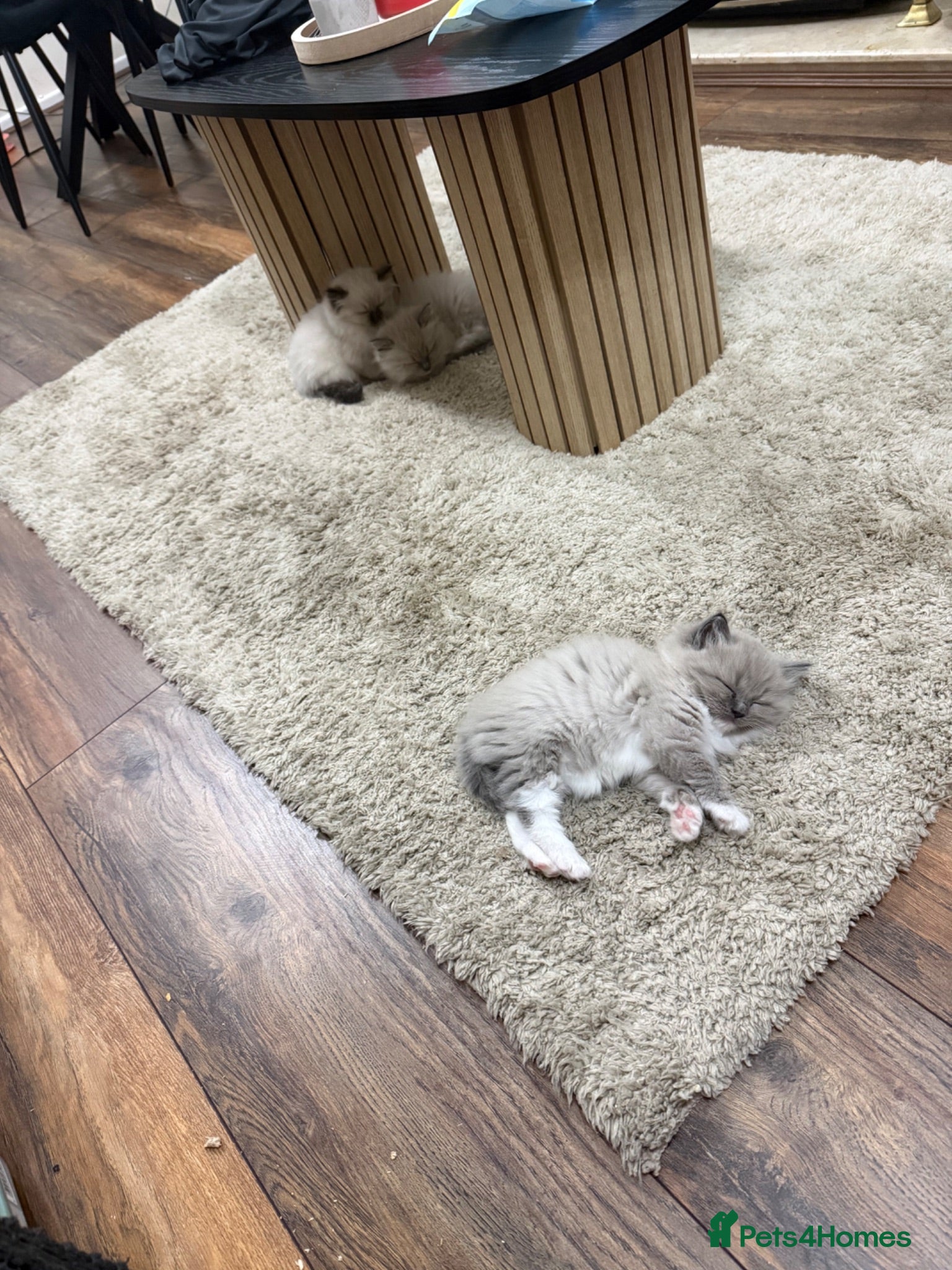 Ragdoll cats Tica Blue Mink Mitted and Seal colourpoint Kittens - Advert 6