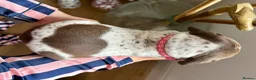German Shorthaired Pointer dogs for sale: KC Registered German Shorthaired Pointer Puppies - Advert 13