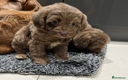 Cockapoo dogs for sale: 🩷READY TO LEAVE - Beautiful F1 Cockapoo pups  - Image 12