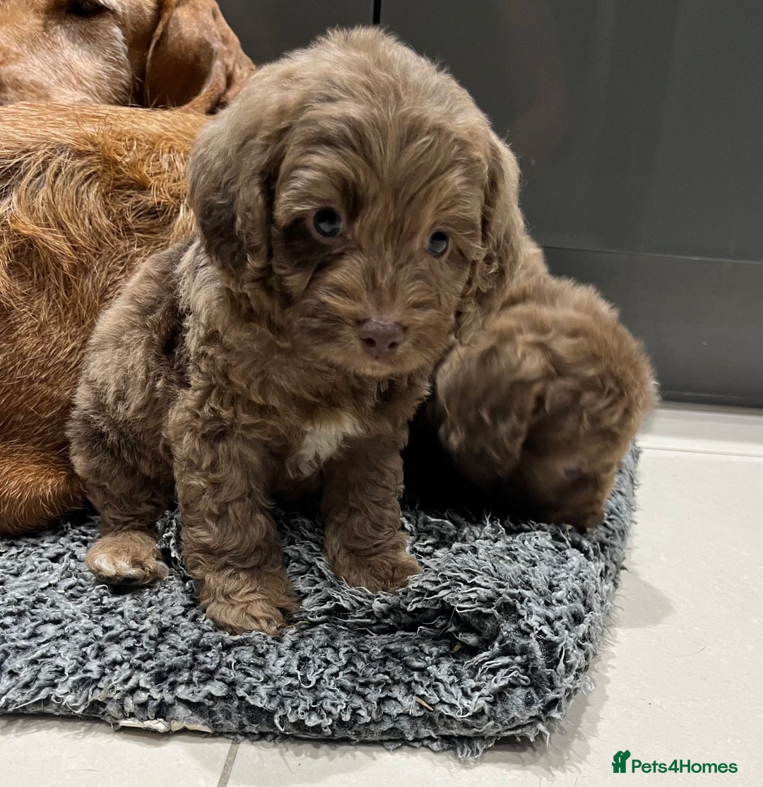 Cockapoo dogs for sale: 🩷READY TO LEAVE - Beautiful F1 Cockapoo pups  - Image 12