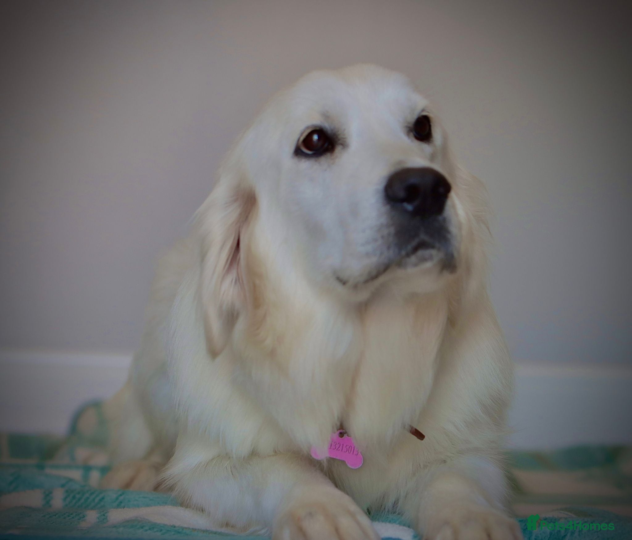 Golden Retriever dogs for sale: Extensively Health Tested English Cream Puppies - Advert 1