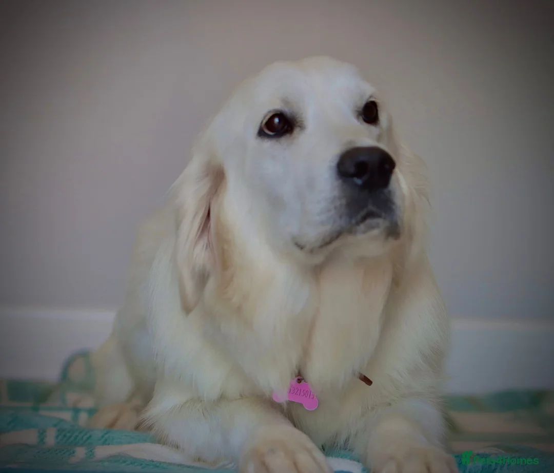 Golden Retriever dogs for sale: Extensively Health Tested English Cream Puppies - Advert 1
