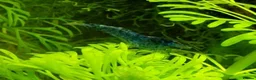 Shrimps fish for sale: 🔥Juvenile RED & BLUE SHRIMP 🦐 + a free plant 🍃 - Advert 21