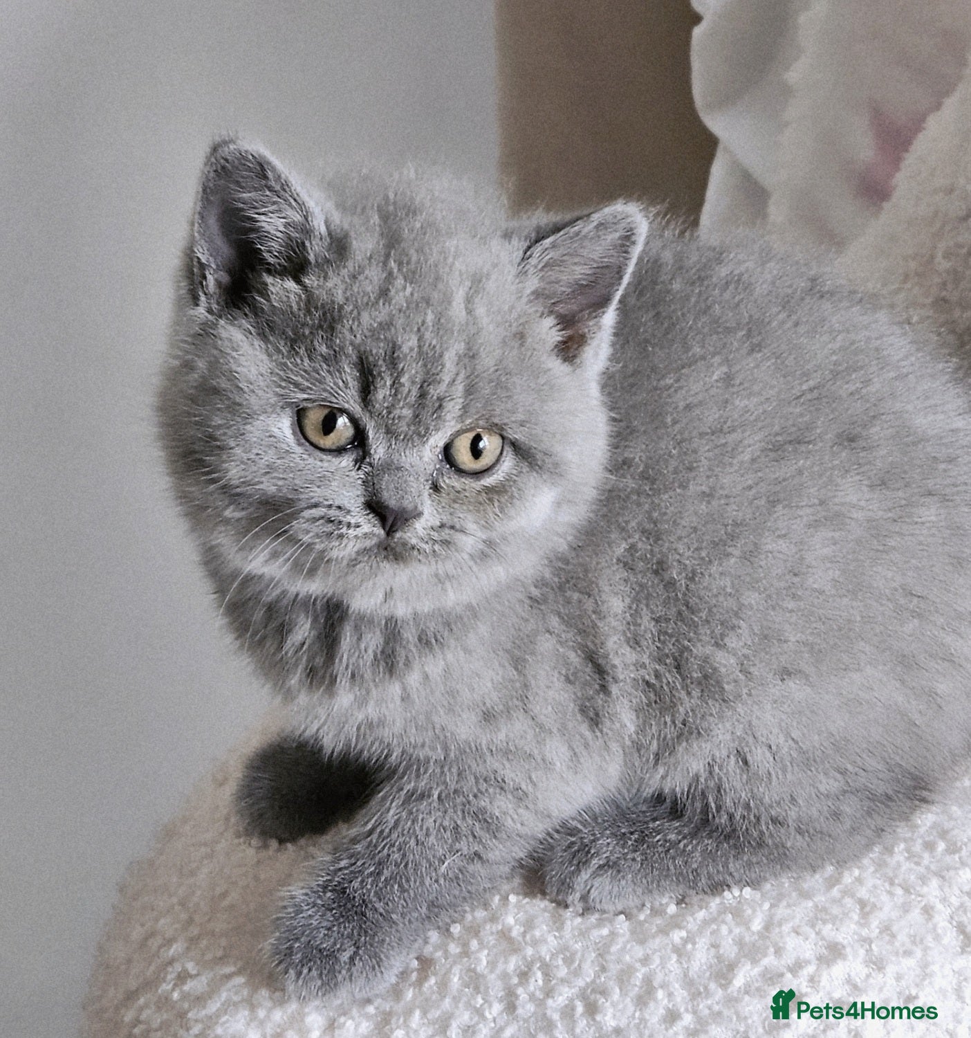 British Shorthair cats Last Girl Champion BSH Shorthair Kittens GCCF  - Advert 9