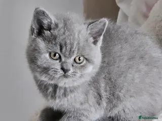 British Shorthair cats Last Girl Champion BSH Shorthair Kittens GCCF - Advert 9