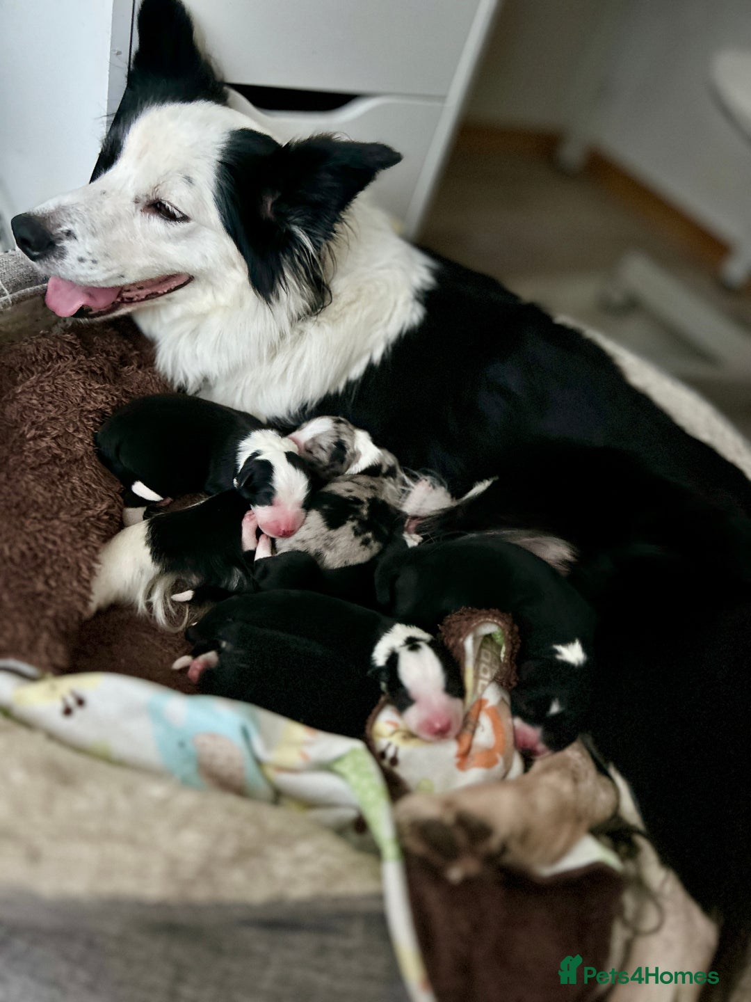 Border Collie dogs for sale: 5⭐️breeder KC DNA tested champions border collie  - Advert 27
