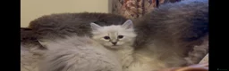 Siberian cats for sale: Lovely Siberian Girl 🤗 - Advert 5