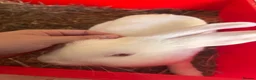 Lionhead rabbits for sale: Lion head - Advert 2