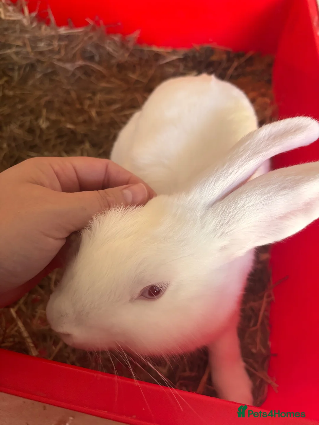 Lionhead rabbits for sale: Lion head - Advert 2