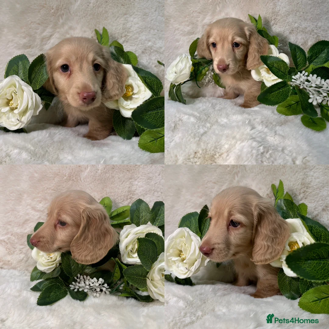 Miniature Dachshund dogs for sale: MINIATURE LONGHAIRED DACHSHUND KC REGISTERED BOYS  - Advert 15
