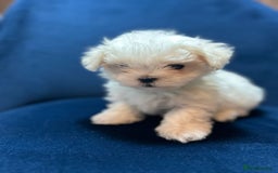 Maltese dogs for sale: Korean Maltese - 2 boys available  - Advert 4