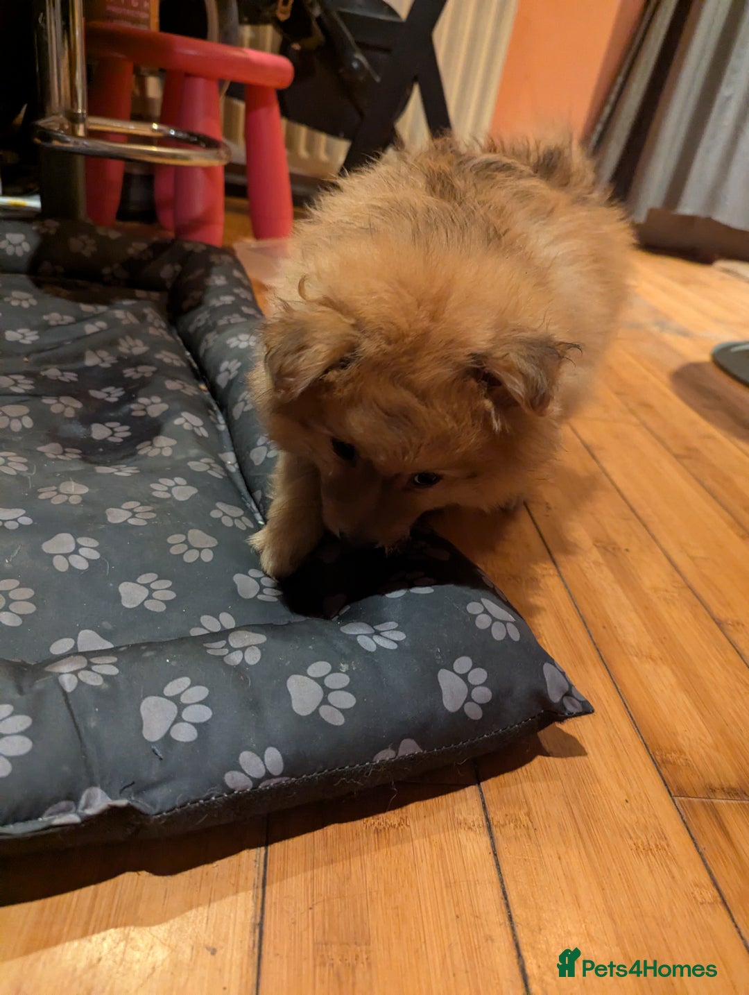Pomeranian dogs for sale: 2 LEFT!! Purebred Cute fluffy Pomeranian Puppies! - Image 23