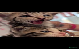 Mixed Breed cats for sale: Beautiful loving,kittens - Image 2