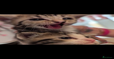 Mixed Breed cats - Advert 10