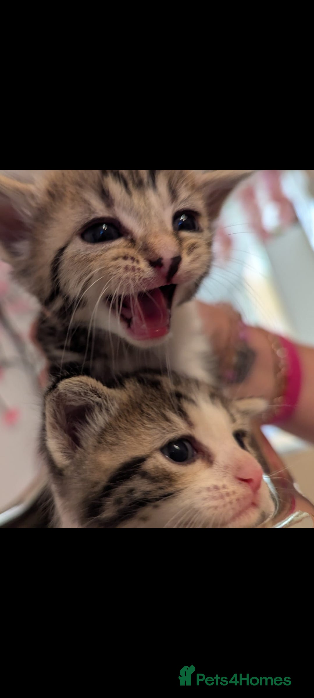 Mixed Breed cats for sale: Beautiful loving,kittens - Image 2