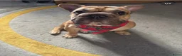 French Bulldog dogs for stud: Stud and bitch for sale  - Advert 7