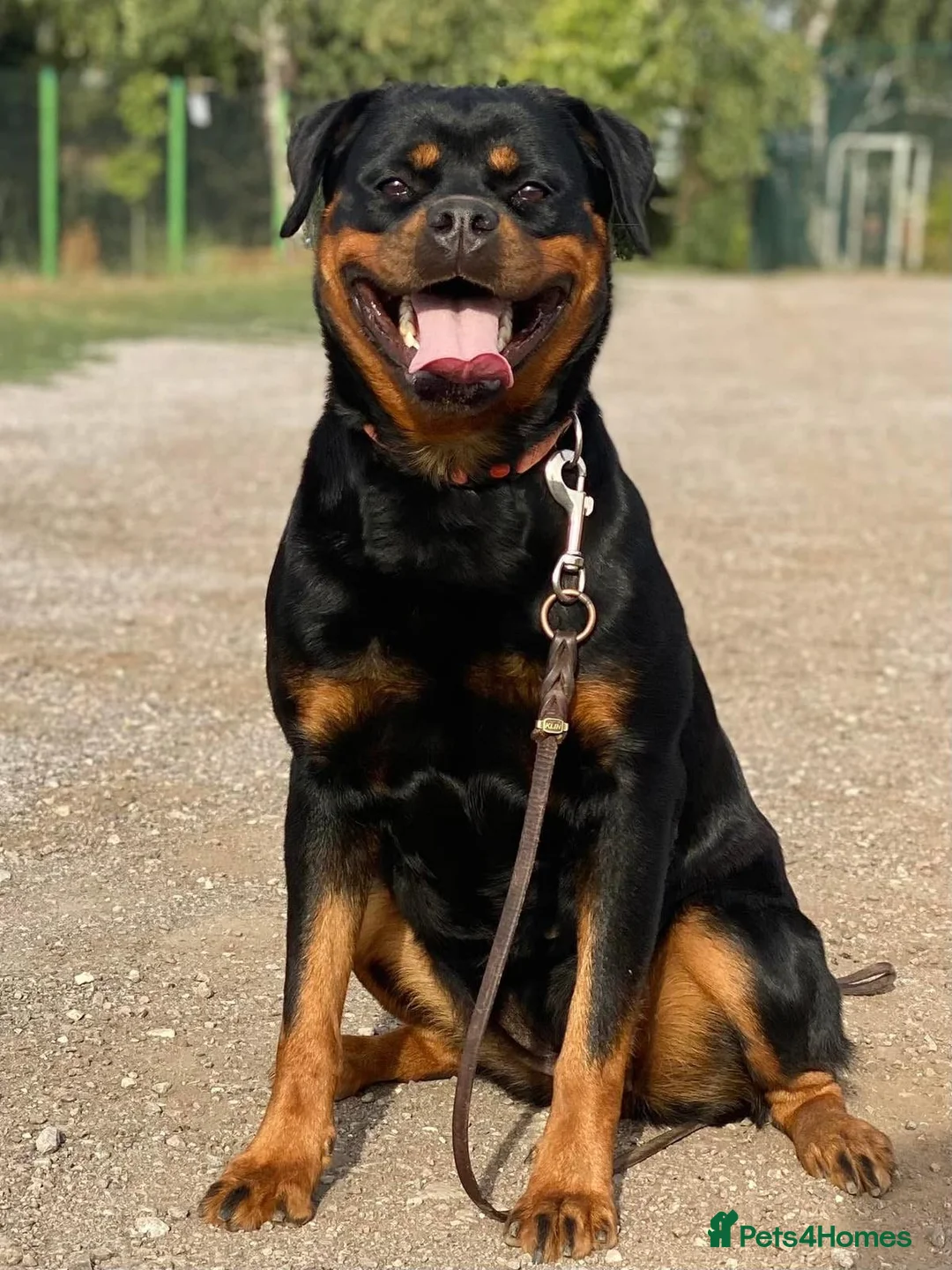 Rottweiler dogs for sale: 5-Generation Kennel Club Rottweiler Puppies  - Advert 14