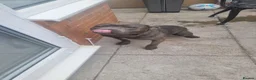Staffordshire Bull Terrier dogs for sale: Beautiful blue - Advert 2