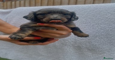 Miniature Dachshund dogs - Advert 2