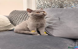 British Shorthair cats for sale: British Shorthair kittens and Mum for sale - Image 12