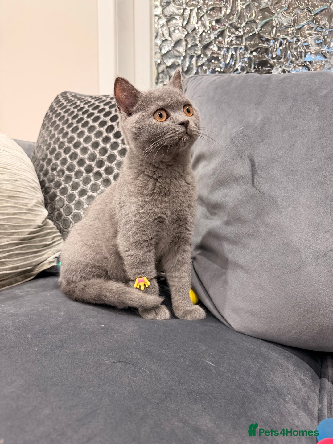 British Shorthair cats for sale: British Shorthair kittens and Mum for sale - Image 12