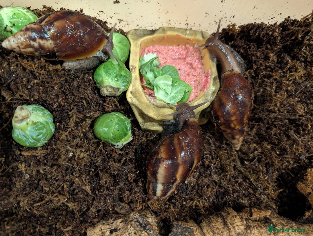 Snails invertebrates for sale: 3 Giant African Snails - Image 3
