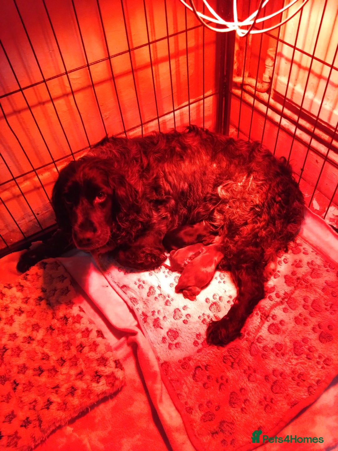 Cocker Spaniel dogs for sale: Working cocker spaniel pups  - Advert 1