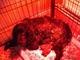 Cocker Spaniel dogs Working cocker spaniel pups - Advert 10