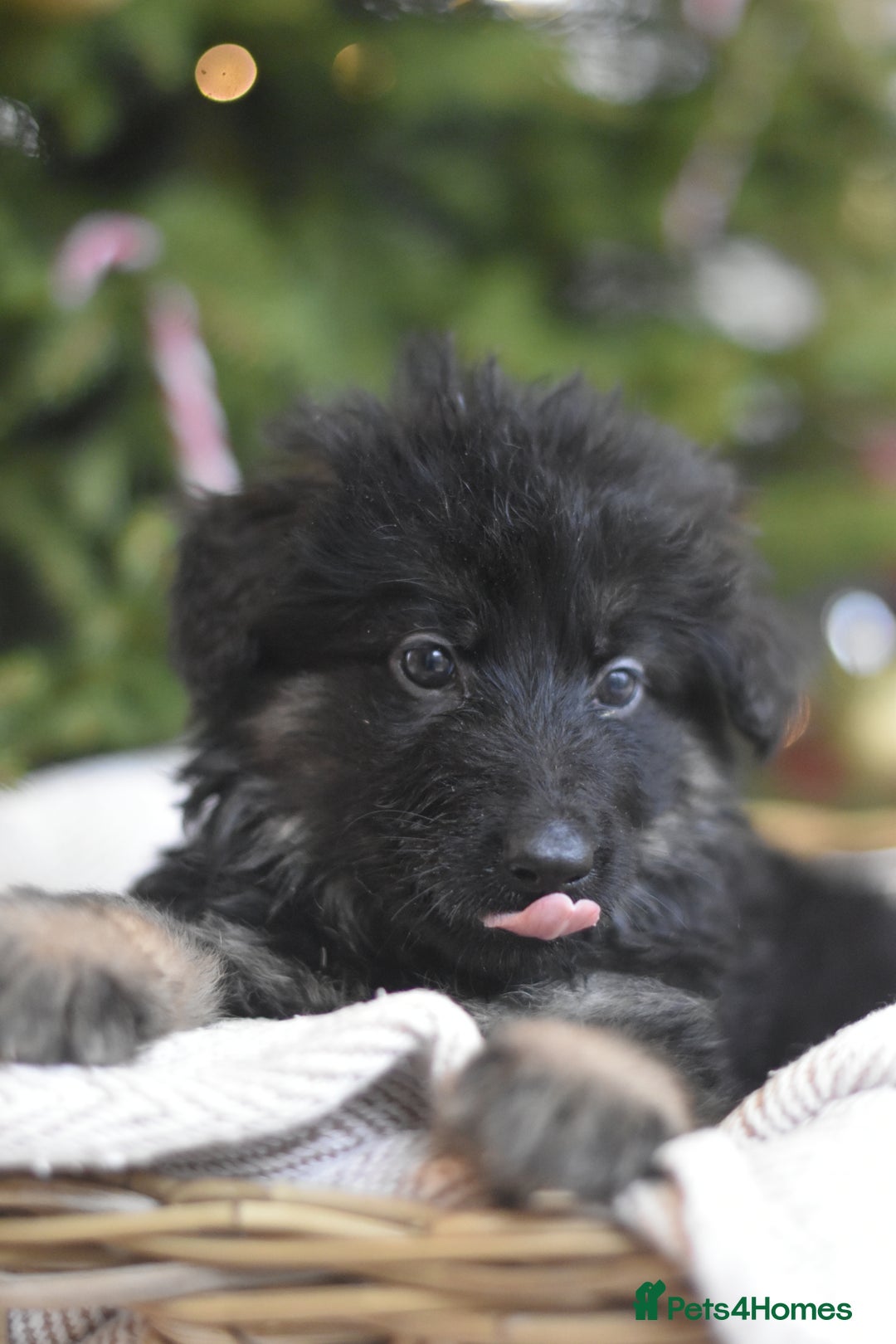 German Shepherd dogs for sale: KC registered 5 generation long coated GSD puppies - Advert 4