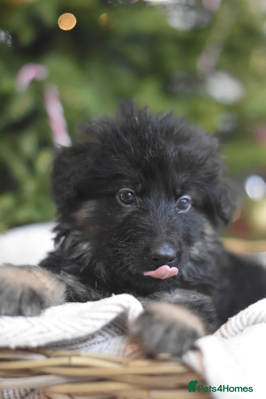 German Shepherd dogs for sale: KC registered 5 generation long coated GSD puppies - Advert 4