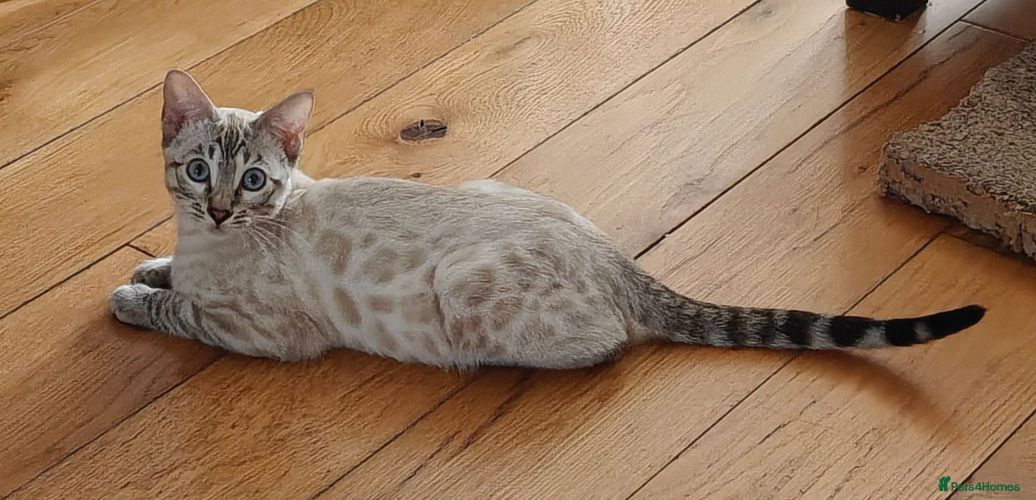 Bengal cats Gorgeous snow Bengal boy - Advert 5