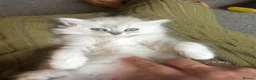 Perdoll cats for sale: READY NOW Persian Kitty’s for sale 🩶 - Advert 15