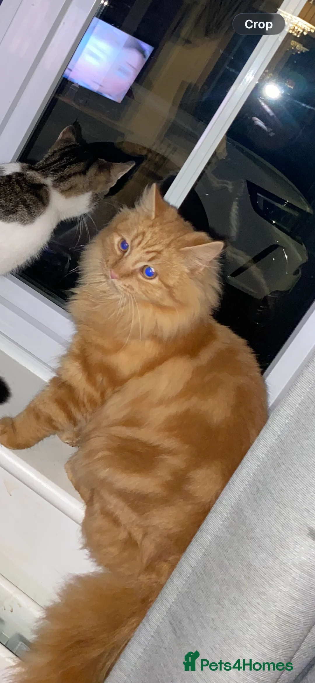 Maine Coon cats for sale: Ginger Maine coon - Advert 3