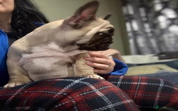 French Bulldog dogs for sale: French bulldog puppy girl - Image 4