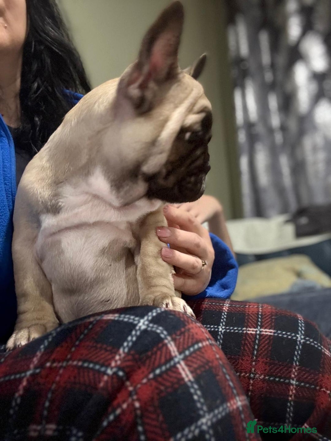 French Bulldog dogs for sale: French bulldog puppy girl - Image 4