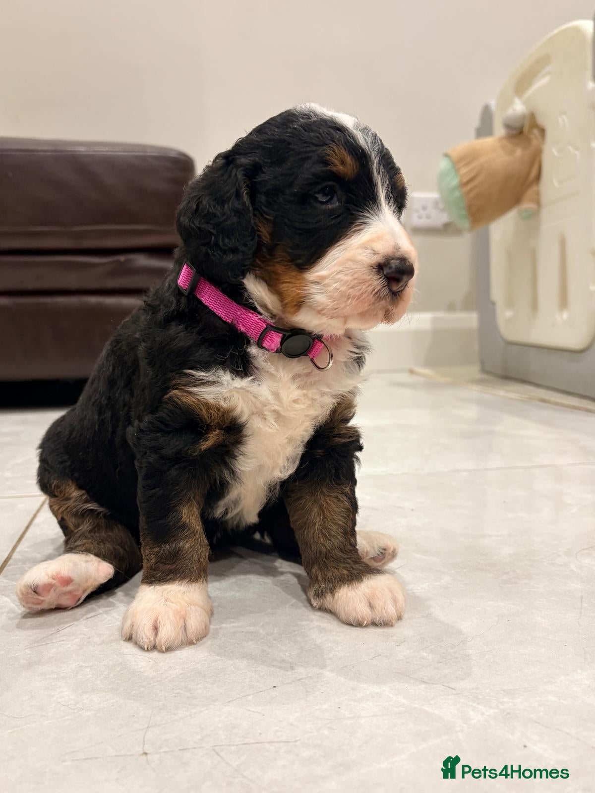 Bernedoodle dogs F1 tri-color bernedoodle pups - Advert 2