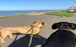 Border Terrier dogs for stud: Border Terrier for stud in Rotherham - Image 2